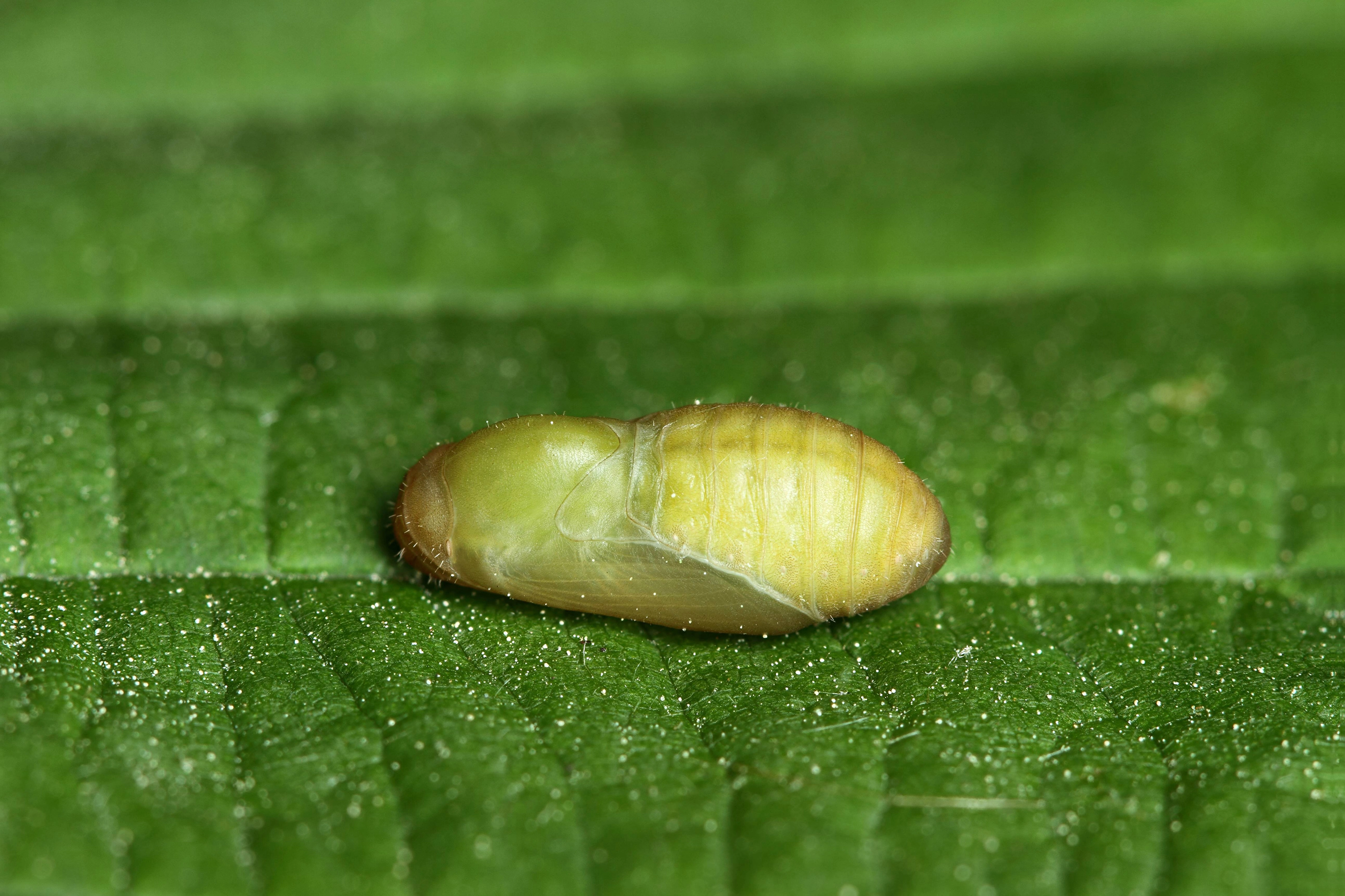 2016 05 12 Picarus pop 31 36.jpg